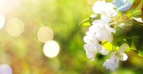 The first spring flower, apple and cherry flower blossoms against the backdrop of spring nature with bokeh in the sun. fruit trees. Awakening of nature. Early spring. Banner. Copy space