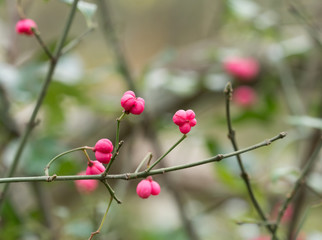 Spindle Tree Fruits
