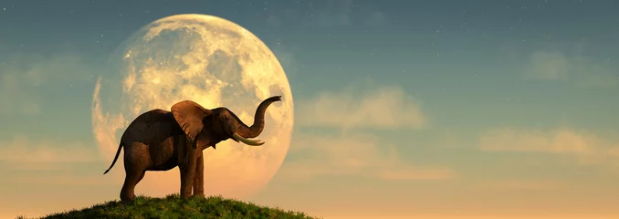 Wandaufkleber elephant and sunset © juanjo