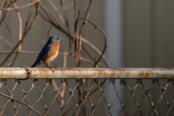 Portrait of a bluebird 