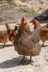 Chickens on farm in Marrakesh City in Morocco