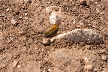 Caterpillars in Marrakesh City in Morocco