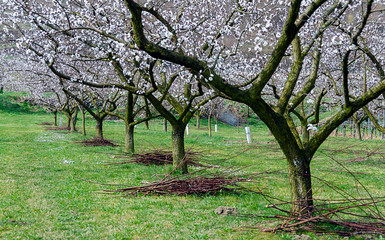 Fototapeta premium Pruning at a flourishing orchard