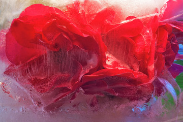 Background of rose  flower    in ice   cube with air bubbles.