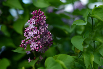 Branch of blooming lilac. Flowers of lilacs (Syringa vulgaris). Macro image of spring lilac violet flowers, abstract soft focus floral background.