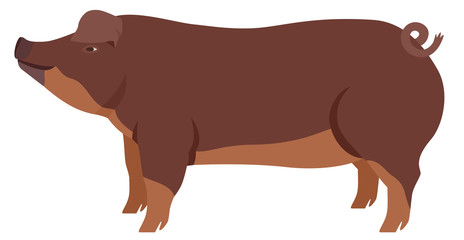 Farming today The Duroc Breed of domestic pig Vector illustration Isolated object
