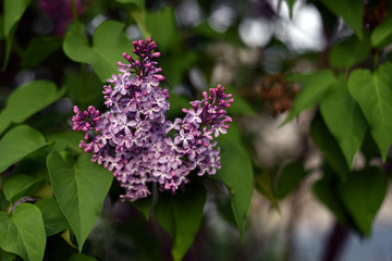 Branch of blooming lilac. Flowers of lilacs (Syringa vulgaris). Macro image of spring lilac violet flowers, abstract soft focus floral background.