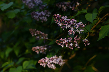 Branch of blooming lilac. Flowers of lilacs (Syringa vulgaris) in sunlight. Macro image of spring lilac violet flowers, abstract soft focus floral background.