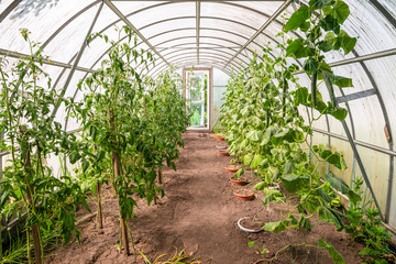 Fototapeta na wymiar Garden greenhouse with flowering tomato bushes and cucumbers. Interior view. Carbonate coating on steel frame.