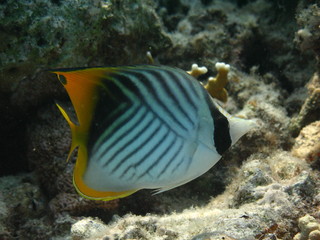 Fototapeta na wymiar Underwater world - Threadfin butterflyfish on the bottom of a coral reef.