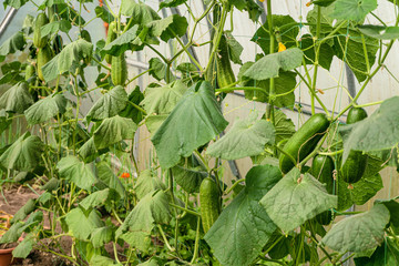 Cucumber branches with green vegetables on a garden grid in greenhouse