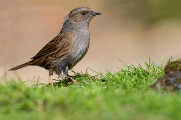 Prunella modularis (Dunnock) perched in the grass on a light background out of focus.