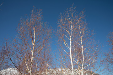 road and forest views from erciyes mountain
