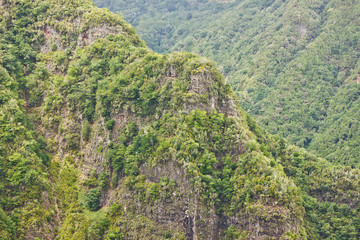 Forest top view background. Green aerial nature texture. Panoramic treetop pattern. Woods from above. Mountain hill Madeira landscape.