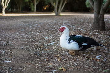 A black and white duckling outdoors walking in the park.