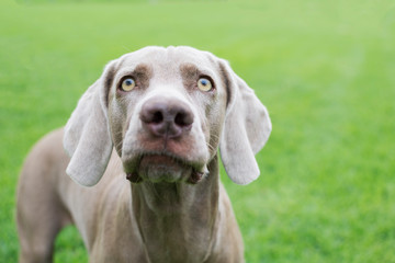 Portrait of the face of a Weimaraner breed dog, looking up with its beautiful and big eyes. Isolated on a green background.