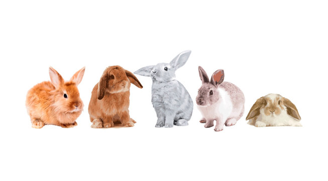 Set of cute and funny rabbits in vector style.