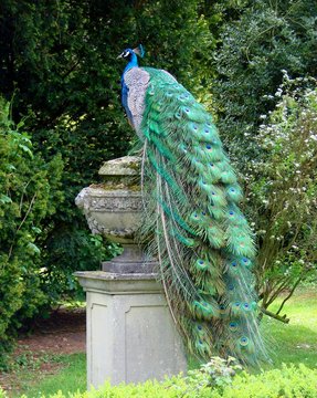 Rear view of Peacock with trailing feathers standing on top of a stone urn