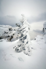 snow covered mountain spruce