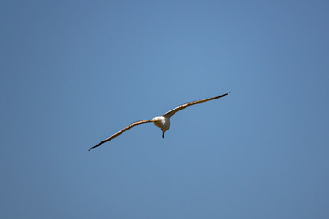 Nimble and fast black sea gull flies high and low against the blue sky, free and wild nature in the fresh air for a bird of prey