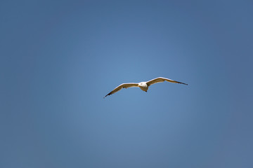 Nimble and fast black sea gull flies high and low against the blue sky, free and wild nature in the fresh air for a bird of prey