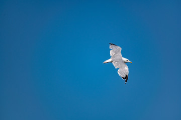 Nimble and fast black sea gull flies high and low against the blue sky, free and wild nature in the fresh air for a bird of prey