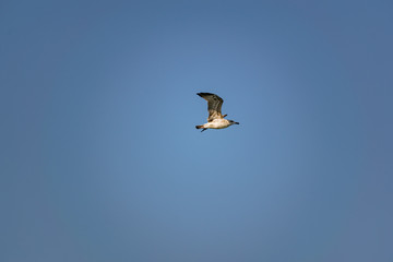 Nimble and fast black sea gull flies high and low against the blue sky, free and wild nature in the fresh air for a bird of prey