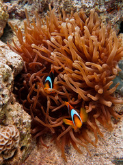 Plakat Underwater world - Two clownfishes in anemone tentacles.