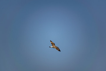 Nimble and fast black sea gull flies high and low against the blue sky, free and wild nature in the fresh air for a bird of prey