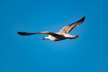 Fototapeta na wymiar Nimble and fast black sea gull flies high and low against the blue sky, free and wild nature in the fresh air for a bird of prey