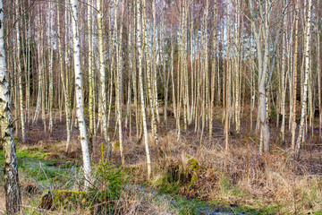 Fototapeta premium forest in autumn