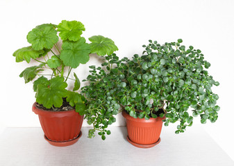 Aichrison and geranium on the table in the room