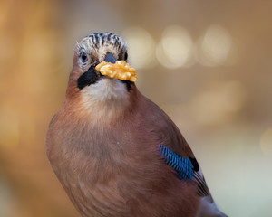 European Jay with a walnut in its beak