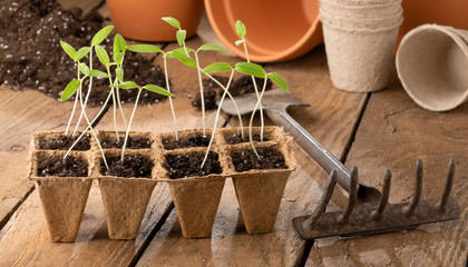 Cultivating tomato seedlings - gardening in springtime