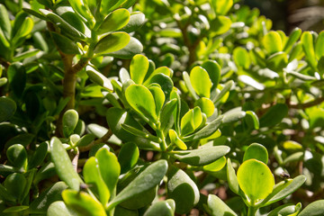 Plants in Marrakesh City in Morocco