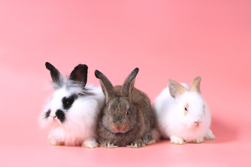 Three of  fluffy cute rabbit bunny on sweet pink background.