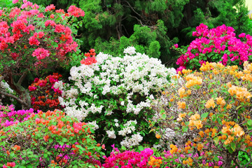 multi color Bougainvillea flowers tree in the park