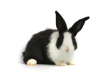 Happy cute white and black fluffy bunny rabbit on white background, cute pate animal