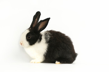 rabbit isolated on white background