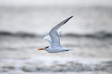 Tern on the shore