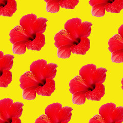 Large flower of red hibiscus Hibiscus rose sinensis pattern background on the yellow background