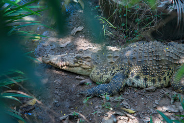 Crocodiles sleep under the trees by the lake