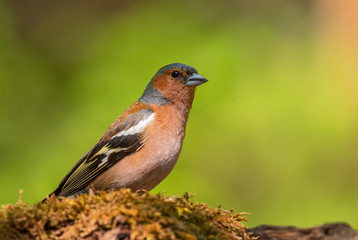 Common Chaffinch - Fringilla coelebs, beautiful colored perching bird from Old World forests, Hortobagy, Hungary.