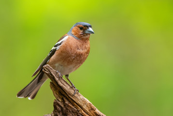 Common Chaffinch - Fringilla coelebs, beautiful colored perching bird from Old World forests, Hortobagy, Hungary.