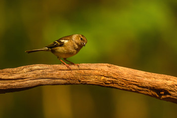 Common Chaffinch - Fringilla coelebs, beautiful colored perching bird from Old World forests, Hortobagy, Hungary.