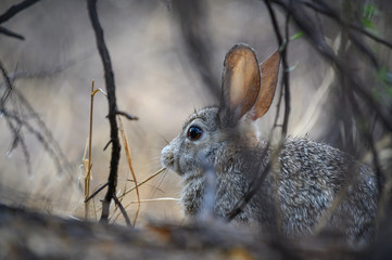 Desert Cottontail in the brush