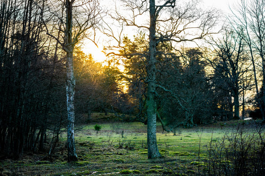 Cold winter sunset over a forest glade with green fozen grass with birch trees in the foreground.