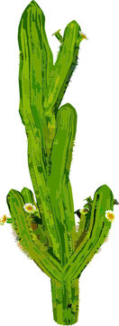 green cactus plant puas