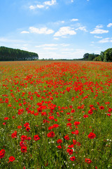 Champ de coquelicots en campagne au printemps.