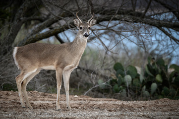 Young Whitetail Buck